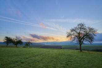 Green orchard meadow, apple tree, under a slightly cloudy sky at sunrise in a quiet landscape,