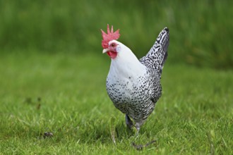 East Frisian Gull standing in a meadow, chicken breed with good utilisation characteristics, Texel,