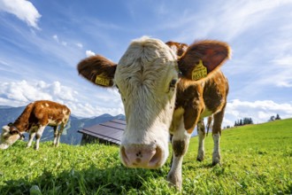 Two young curious calves (Bos primigenius taurus), cows on an alpine meadow, stretching their
