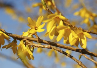 Flowering forsythia (Forsythia), North Rhine-Westphalia, Germany, Europe