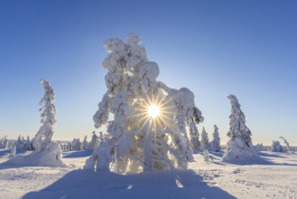 Tykky forest, snow covered spruce trees on the taiga in winter, Riisitunturi National Park in