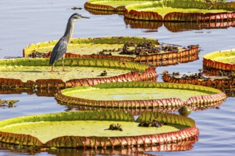 Mongrove Heron (Butorides striatus) Pantanal Brazil