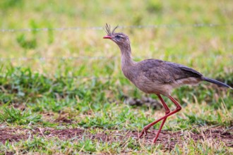 Red-footed seriema (Cariama cristata) Pantanal Brazil