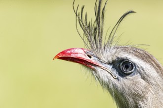 Red-footed seriema (Cariama cristata) Pantanal Brazil