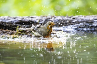 European robin (Erithacus rubecula) bathing Germany