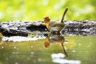 European robin (Erithacus rubecula) bathing Germany