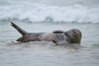 Grey seal (Halichoerus grypus) coming out of the water on the beach, Düne, Helgoland,