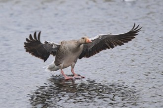 Graylag goose (Anser anser) landing in the water, Düne, Helgoland, Schleswig-Holstein, Germany,