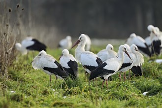 White storks (Ciconia ciconia), large flock standing in a meadow, Flachsee, Canton Aargau,
