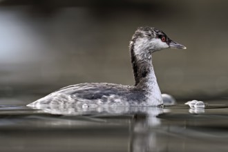 Slavonian grebe (Podiceps auritus), adult, in a white plumage, winter plumage, swimming in Lake