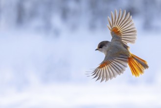 Siberian jay (Perisoreus infaustus, Corvus infaustus) in flight in snow covered taiga in winter,