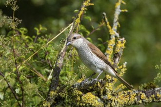 Red-backed shrike (Lanius collurio) wbl Germany
