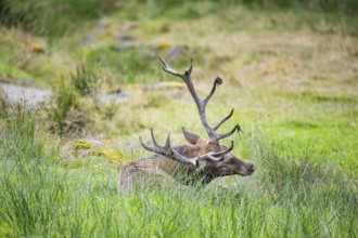 Red deer (Cervus elaphus) Rutting behaviour captive Germany