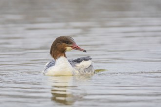 Goosander (Mergus merganser) wbl Germany