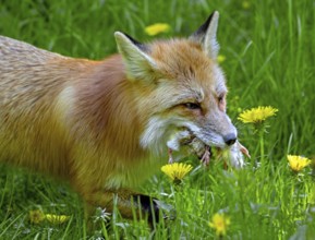 Red fox (Vulpes vulpes) running through meadow with mouthful of chicks after raiding chicken coop