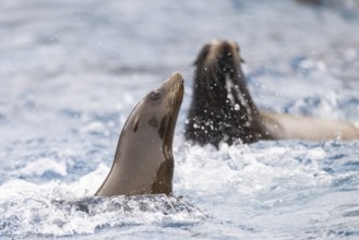 California sea lion (Zalophus californianus) swimming in the water, captive, Germany, Europe