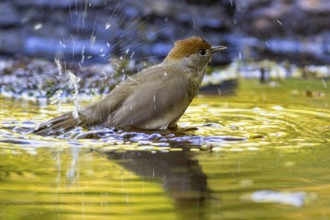 Blackcap (Sylvia atricapilla) wbl while bathing Germany