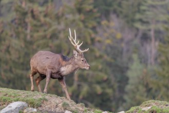 A Japanese sika deer stag (Cervus nippon nippon) runs across a meadow. In the background a forest