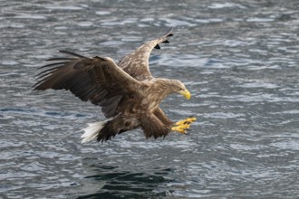 White-tailed eagle (Haliaeetus albicilla), in flight, Lofoten, Norway, Europe