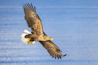 White-tailed eagle (Haliaeetus albicilla), in flight, Lofoten, Norway, Europe