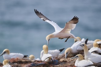 Northern gannet (Morus bassanus) over the colony on the cliffs, wildlife, Helgoland, Germany,