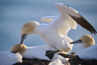 Northern gannet (Morus bassanus) couple having a love game on the cliff with the sea in the