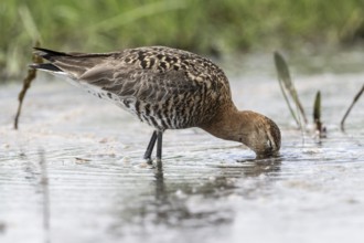 Black-tailed godwit (Limosa limosa), Lower Saxony, Germany, Europe