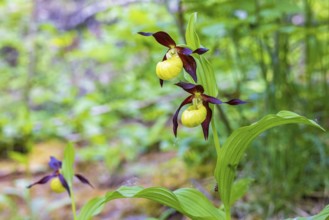 Beautiful Lady's-slipper orchid (Cypripedium calceolus) growing in a moist forest in the summer