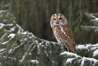 Tawny owl (Strix aluco), Czech Republic, Europe
