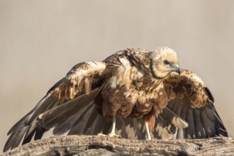Western Marsh Harrier (Circus aeruginosus) female, Castile-La Mancha, Spain, Europe