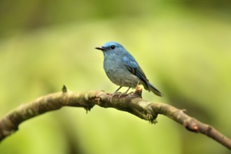 Pale Blue Flycatcher (Cyornis unicolor) male perched on a branch, Selangor, Malaysia, Asia