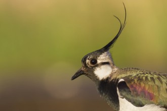 Northern Lapwing (Vanellus vanellus), Poland, Europe