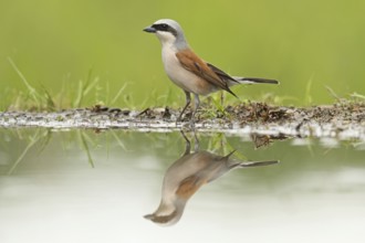 Red-backed Shrike (Lanius collurio) male, Baden-Wuerttemberg, Germany, Europe
