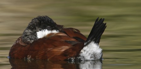Ruddy Duck (Oxyura jamaicensis), Arizona, USA, North America