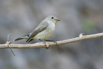 Taiga Flycatcher (Ficedula albicilla), Thailand, Asia