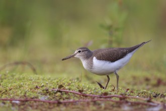 Common Sandpiper (Actitis hypoleucos) foraging, North Rhine-Westphalia, Germany, Europe