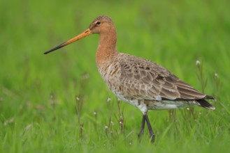Black-tailed Godwit (Limosa limosa), Netherlands