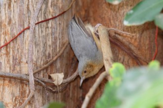 Red-faced Crombec (Sylvietta whytii), Nairobi National Park, Kenya, Africa