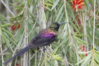 Tacazze Sunbird, Nectarinia tacazze