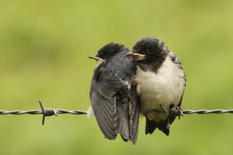 Barn Swallow (Hirundo rustica) juvenile, Lower Saxony, Germany, Europe