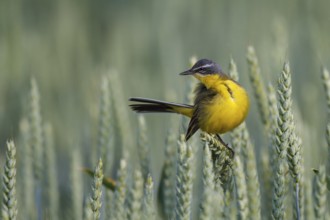 Western Yellow Wagtail (Motacilla flava), North Rhine-Westphalia, Germany, Europe