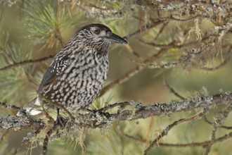Spotted Nutcracker (Nucifraga caryocatactes), Grisons, Switzerland, Europe