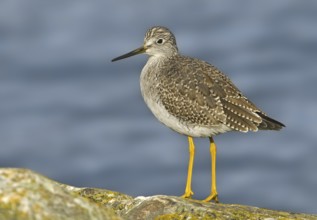 Greater Yellowlegs (Tringa melanoleuca), British Columbia, Canada, North America