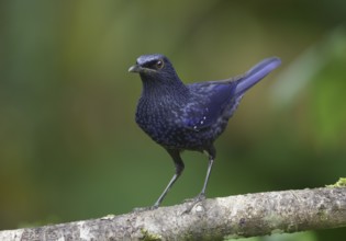 Blue Whistling Thrush (Myophonus caeruleus), Mae Wong, Thailand, Asia