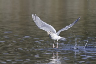 Glaucous-winged Gull (Larus glaucescens), British Columbia, Canada, North America