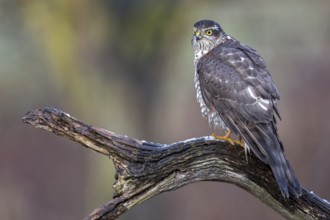 Eurasian Sparrowhawk (Accipiter nisus) female perched on a branch, Saxony-Anhalt, Germany, Europe