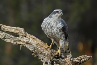 Northern Goshawk (Accipiter gentilis), adult male, Castile and Leon, Spain, Europe