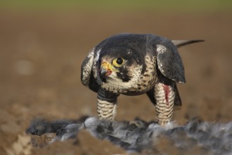 Peregrine Falcon (Falco peregrinus) female, Baden-Wuerttemberg, Germany, Europe