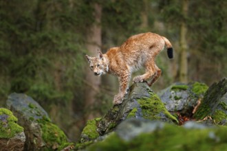 Lynx, Eurasian wild cat walking on green moss stone with green forest in background. Beautiful