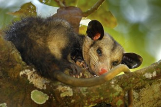 Opossum, Didelphis marsupialis, wild nature, Mexico. Wildlife animal scene from nature. Rare animal